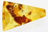Fossil Biting Midge and Ant in Baltic Amber #315382-1